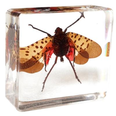 China Gift cicada insects included in real resin insect specimens for sale