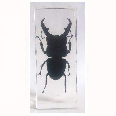 China Teaching Models for Real Biology Insect Male Beetle Resin Specimens Insect Specimens Collection Gift for sale