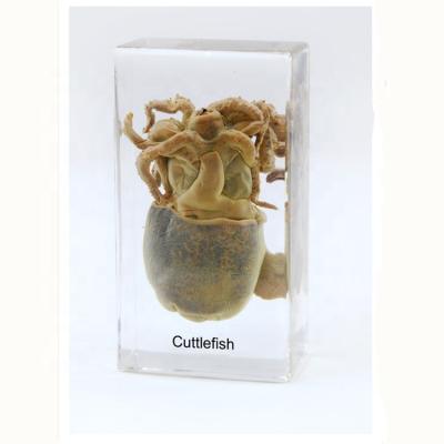 China Teaching Material for Biology Qianfan Cuttlefish Included Educational Resin Specimen for sale