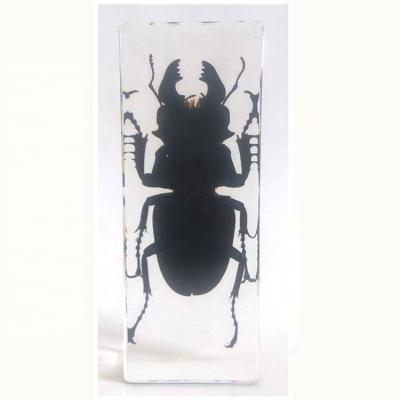 China Nature Science Buck Beetle Insect Embedded Specimen Resin Paperweight for sale