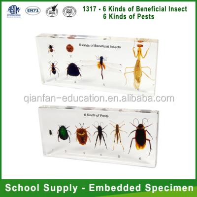 China educational 3D specimen in Qianfan school 6 kinds of beneficial, pest insect collection for sale