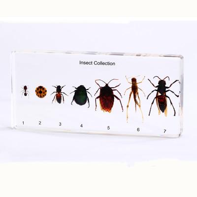 China Real Insect Specimens Plastic Qianfan Insect Collection Insect Specimens for sale