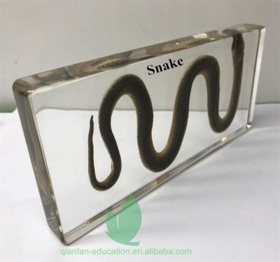 China Educational 3D Specimen In School Qianfan Teaching Specimen Water Snake Resin Insect Block for sale