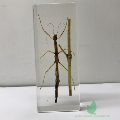 China Crystal Box Light Weight Resin Stick Insect Included Animal Preserved Insect Specimens for sale