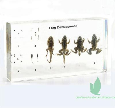 China Teaching Materials for Biology Qianfan Frog Development Specimen Educational Included Learning Resources for sale