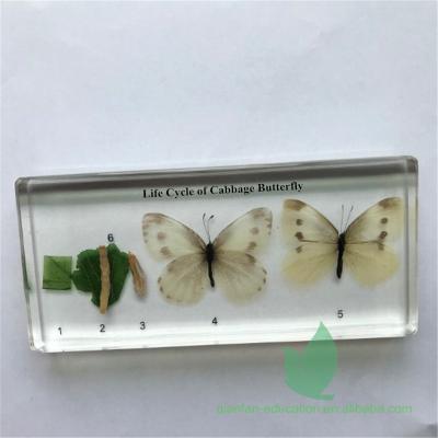 China Teaching materials for Qianfan biology life cycle of cabbage butterfly educational included specimen for sale