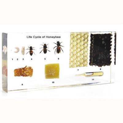 China Acrylic Teaching Materials for Biology Qianfan Life Cycle of Bee Acrylic Teaching Specimen for sale