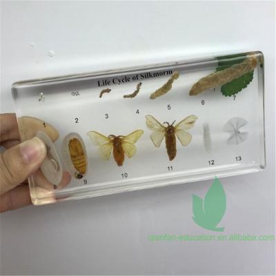 China Crystal Box Life Cycle of Animal Teaching Specimens Real Silkworm Insect Specimens for sale