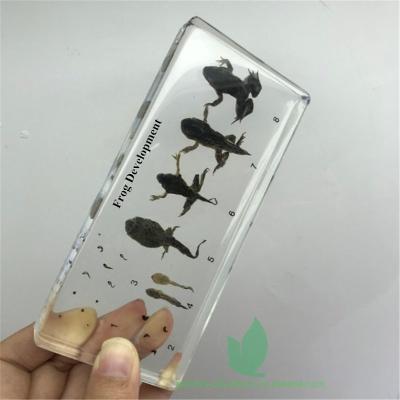 China Crystal Box Real Insect Embedded in Resin Frog Life Preserved Biological Specimens for sale