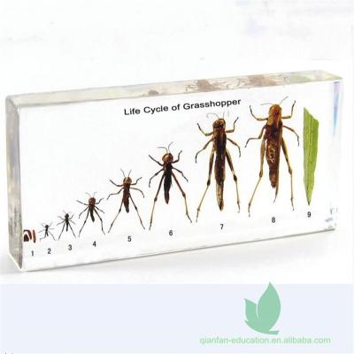 China Crystal Box Grasshopper Life Cycle Included Resin School Teaching Specimen for sale