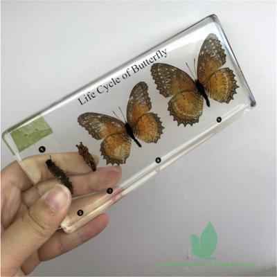 China Butterfly Resin Specimen Crystal Box Insect Specimen Life Cycle for sale