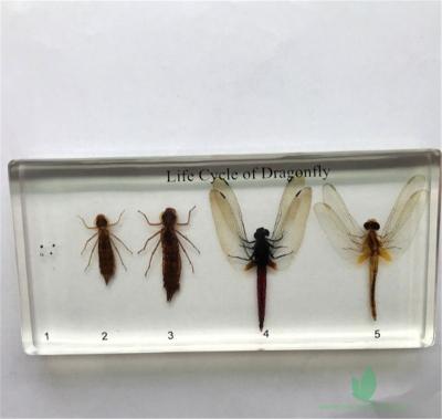 China Crystal Box High Quality Dragonfly Life Development Specimens For School Equipment for sale