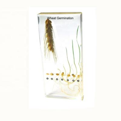 China Teaching materials for biology wheat germination included specimen education models for sale