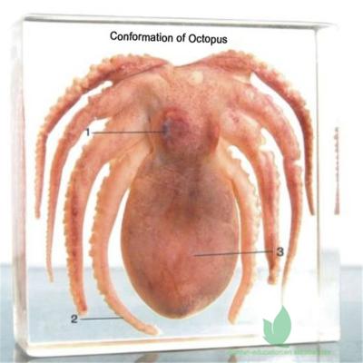 China Crystal Box Conformation of Octopus Crystal Specimen Teaching Equipment for School for sale