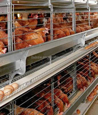 China Easily install the chicken raising equipment for sale