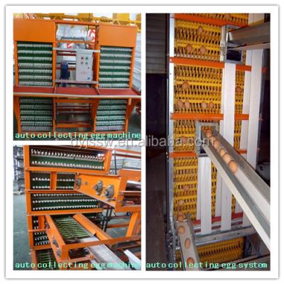 China Durable Use Automatic Chicken Egg Collection System for sale