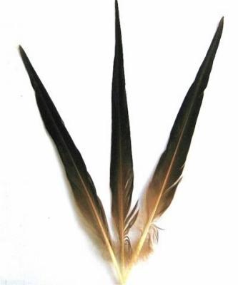 China Mallard Duck Tail Feather Duck Feather For Sale for sale