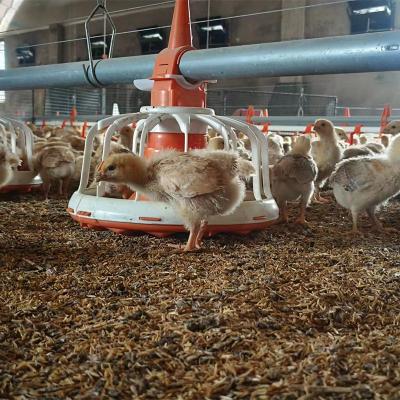 China Poultry Farm Chicken Feed TBB Feeding Line Poultry High Quality Automatic Full Chamber Equipment Broiler Feeding System for sale