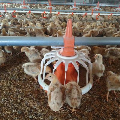 China Poultry Farm Chicken Feeding TBB Cultivating Drinking And Feeding Line Automatic Chicken System For Broiler Chicken Floor Poultry Farm House Equipment for sale