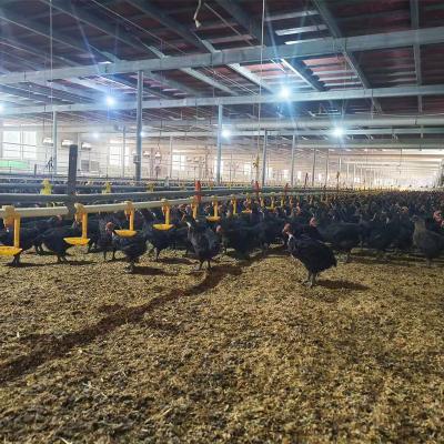 China Poultry Farm Chicken Feeding Equipment TBB Poultry Farm Chicken Feeder Complete Automatic Feeding And Drinking Line Broiler Machinery for sale