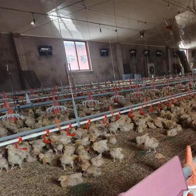 China Poultry Farm Chicken Feeding TBB Poultry Equipment Automatic Feeding System For Breeder Broilder Chicken Hen Chain Feed Line System for sale