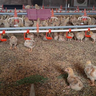 China Poultry Farm Chicken Feeding TBB Customized Feeding Line Meat Cage Broiler Farm Floor Free Automatic Feeding System for sale