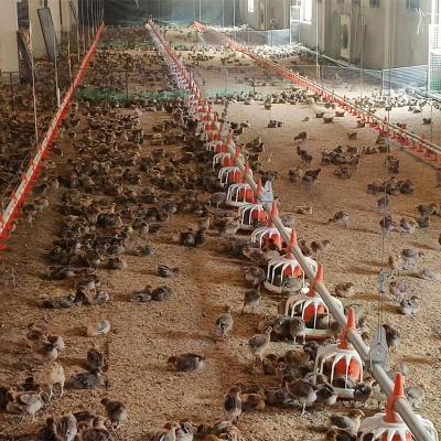 China Poultry Farm Chicken Feeding To TBB Fully Automatic Chicken Feeders And Nipple Drinkers Feeding Line System For Chicken Cage Poultry for sale