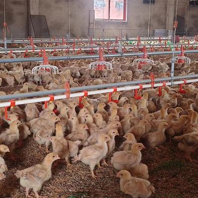 China Poultry Farm Chicken Feeding Factory Price TBB Feeders Automatic Animal Poultry Farm Chicken Feeding And Drinking Line System for sale