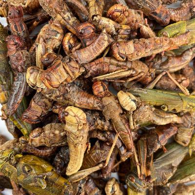 China China Manufacturer Stored High Protein Green Food Dried Grasshopper For Parrot Food for sale