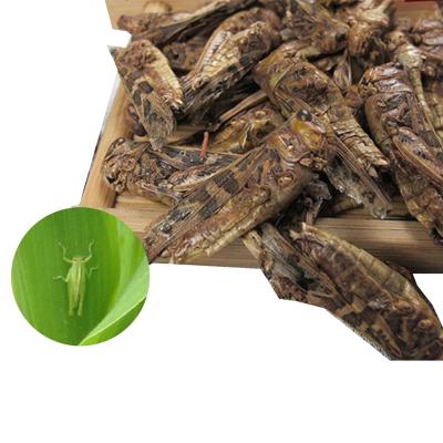 China Stored High Protein Plant Grasshopper Cricket Mealworm Insect For Chicken Fish Lizard Reptile for sale