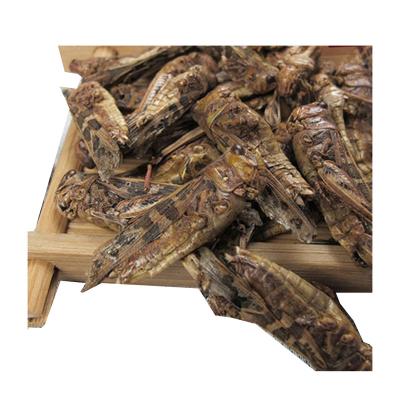 China China Manufacturer Stored High Protein Green Food Dried Grasshopper For Parrot Food for sale