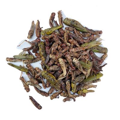 China China Manufacturer Stored High Protein Green Food Dried Grasshopper For Parrot Food for sale