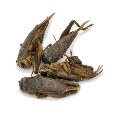 China Fish Processing Plant High Quality Protein Dried Chinese Cricket Dried For Pet Food for sale