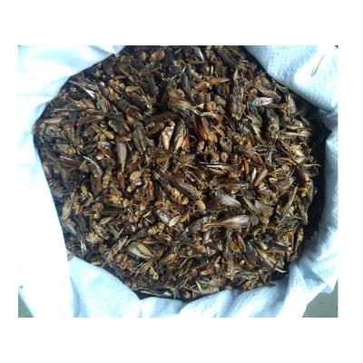 China Popular Fish Bird Food Dry Pet Mix With Chinese Cricket for sale