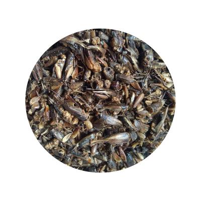 China Fish Natural Factory Private Label High Quality Pet Food Dried Crickets For Reptiles Fish Bird Food for sale