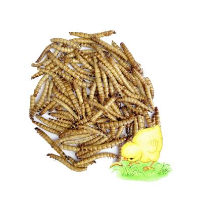 China Hot Sale High Protein Good Quality Stocked Keep Animal Feed Fresh Mealworms Cheap Dried Yellow Superworm For Birds for sale