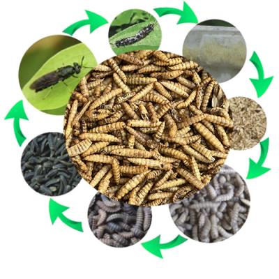 China Viable Protein Supplements Larva Birds Pet Food Black Soldier Fly Larvae Dried Animal Food for sale