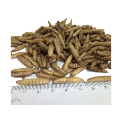 China Bulk Good Quality Chicken Insect Yellowworms Dried Soldier Fly Larvae For Black Chicken Poultry Feed for sale