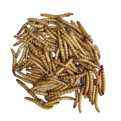 China Tenebrio Molitor tenebrio molitor mealworm feed viable freeze dried dry superworm for sale