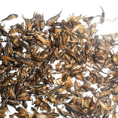 China Fish Processing Factory Supply Direct Microwave Dried Cricket, Fish, Bird and Turtle Pet Food, High Quality Feed Black Soldier Fly for sale