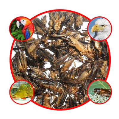 China Fish High Protein Organic Freeze Dried Food Dried Crickets Dried Crickets for sale