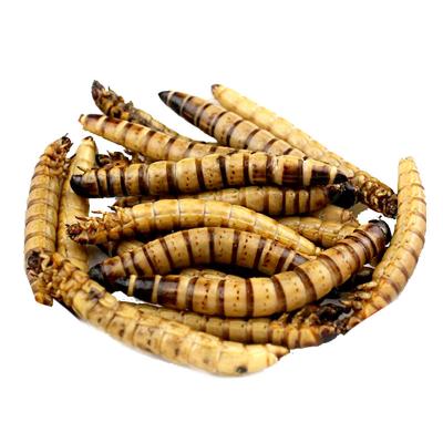 China Stored Spot Supply Export-Grade Dried Barley Insects Barley Insects Arowana Hamster Pet Food Feed for sale