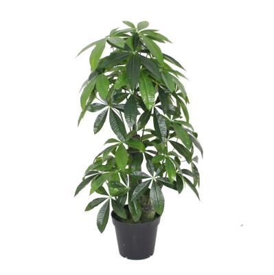 China Artificial Plant Fortune Tree Bonsai Plant Environment Friendly for sale