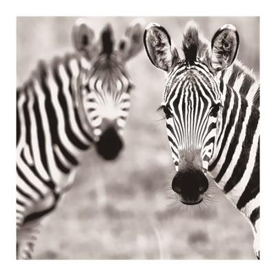 China Modern 3d Wall Photo Wallpaper Zebra Wallpaper Home Decor Mural for sale