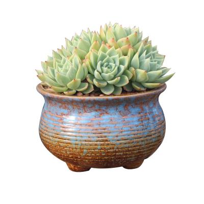 China CLASSIC New Succulent Flower Pot Plant Wholesale Planter Pot for sale