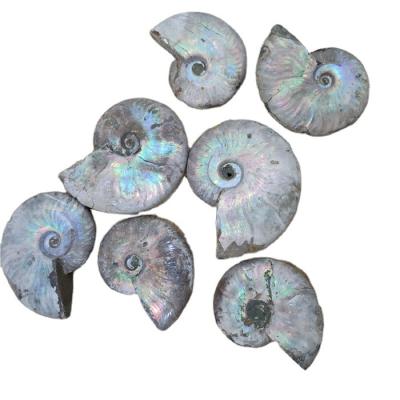 China China Natural Rainbow Ammonite Fossils For Sale Decorative Ammonite Fossils For Gifts for sale