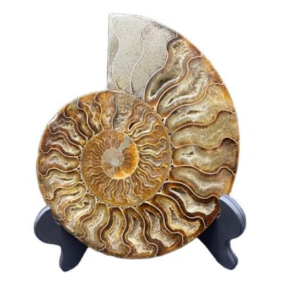 China China Natural Ammonite Fossils Slice Decorative Ammonite Mineral Specimen for sale