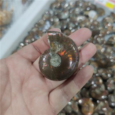 China China Natural Rainbow Ammonite Fossils Small Size Ammonite Fossils For Pendants for sale