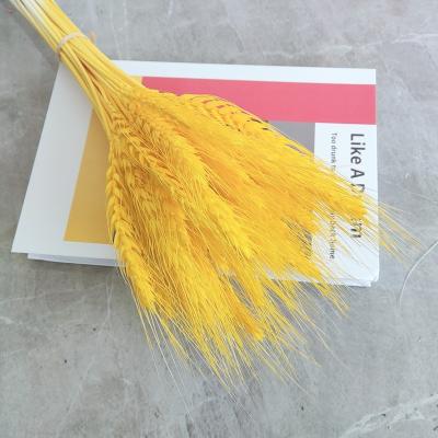 China Natural Plants Wholesale Dry Plants Real Golden Natural Dried Wheat Grass Natural Dried Wheat For Home Decor for sale