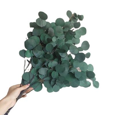 China Natural Plant Preserved Everlasting Apple Leaf Eucalyptus Leaves Green Silver Dollar Eucalyptus For Wedding Flower Decoration for sale